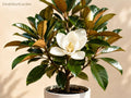 Bare-Root Southern Magnolia Tree 12-18 Inches | Evergreen Fragrant Ornamental Magnolia grandiflora