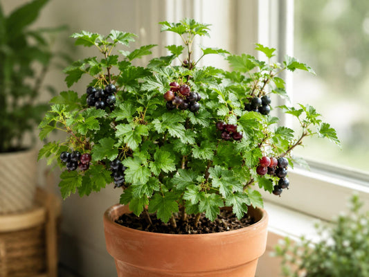 Jostaberry Live Plant Rooted Starter – Ribes nidigrolaria Edible Berry Shrub for Zones 3-8