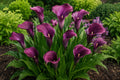 Calla Lily Bulbs Purple Sensation Live Flower Plant Zantedeschia spp. Bold Purple Color for Gardens & Containers