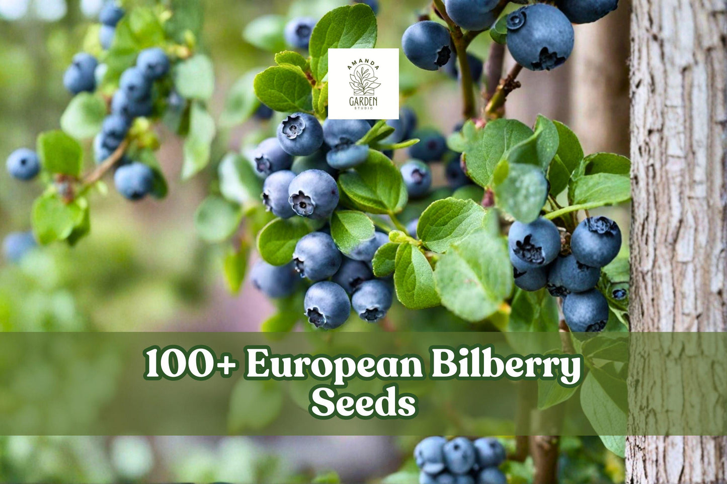 European Bilberry Seeds – Vaccinium myrtillus Lowbush Blueberry, Perennial Fruit Shrub, 100+ Seeds for Woodland Gardens