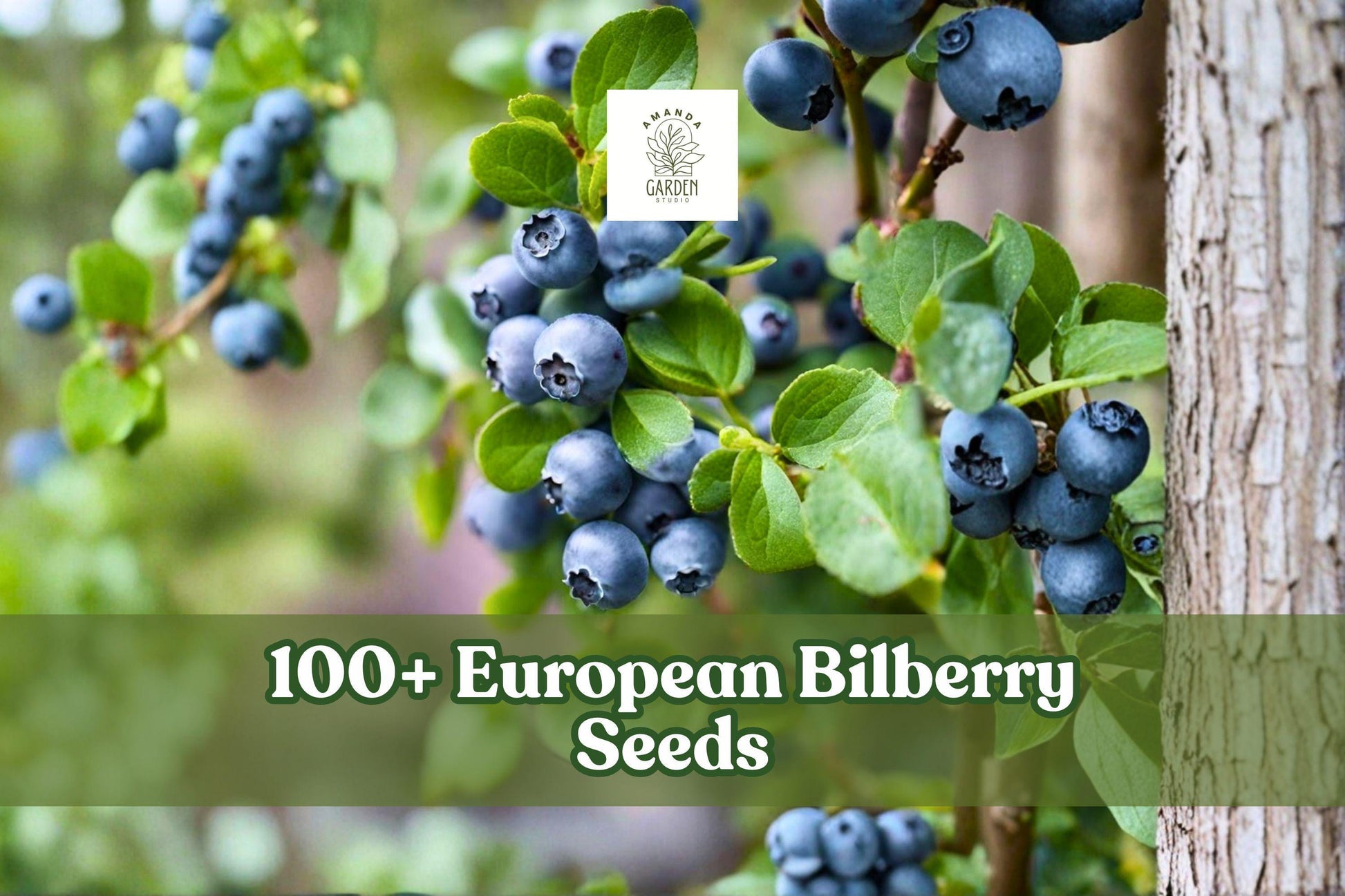 European Bilberry Seeds – Vaccinium myrtillus Lowbush Blueberry, Perennial Fruit Shrub, 100+ Seeds for Woodland Gardens