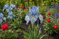 50 Bearded Iris Seeds - Blue & White Speckled Blooms - Iris germanica - Garden Flower Seeds for Borders & Pollinator Attraction