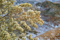 Fourwing Saltbush Seeds – Atriplex canescens – Drought-Tolerant Native Shrub with Silvery Foliage for Xeriscape & Wildlife Gardens