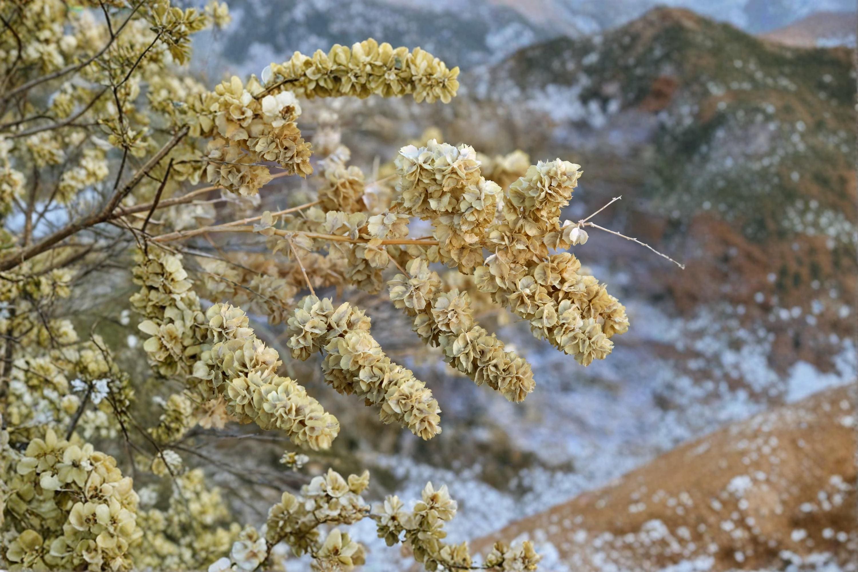 Fourwing Saltbush Seeds – Atriplex canescens – Drought-Tolerant Native Shrub with Silvery Foliage for Xeriscape & Wildlife Gardens