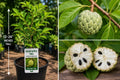 Sugar Apple Live Fruit Tree 12-24 Inches Tall – Annona squamosa – Tropical Fruit Tree – Edible Fruit Plant