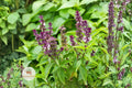 Licorice Basil Seeds – Non-GMO Herb for Culinary & Pollinator Gardens, Fragrant Ocimum basilicum