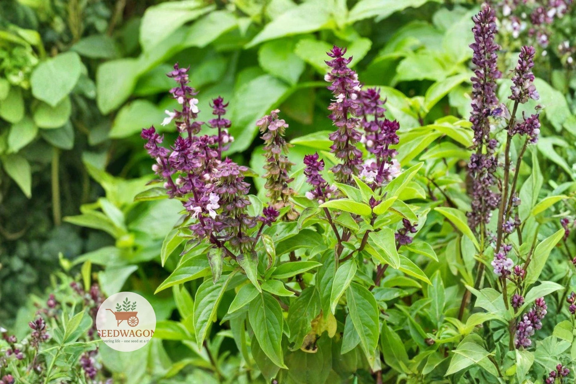 Licorice Basil Seeds – Non-GMO Herb for Culinary & Pollinator Gardens, Fragrant Ocimum basilicum