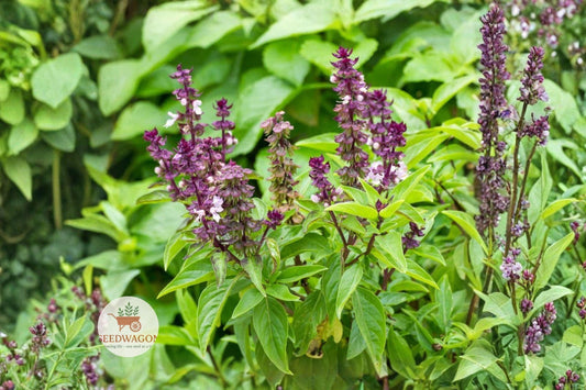 Licorice Basil Seeds – Non-GMO Herb for Culinary & Pollinator Gardens, Fragrant Ocimum basilicum