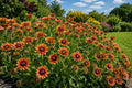 500 Rudbeckia Seeds - Rustic Orange Black Eyed Susan - Autumn Colors - Rudbeckia hirta - Zones 3-9