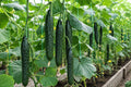 Asian Suyo Long Cucumber Seeds, Heirloom, Non-GMO, Cucumis sativus, Long, Slender, Salad & Pickling