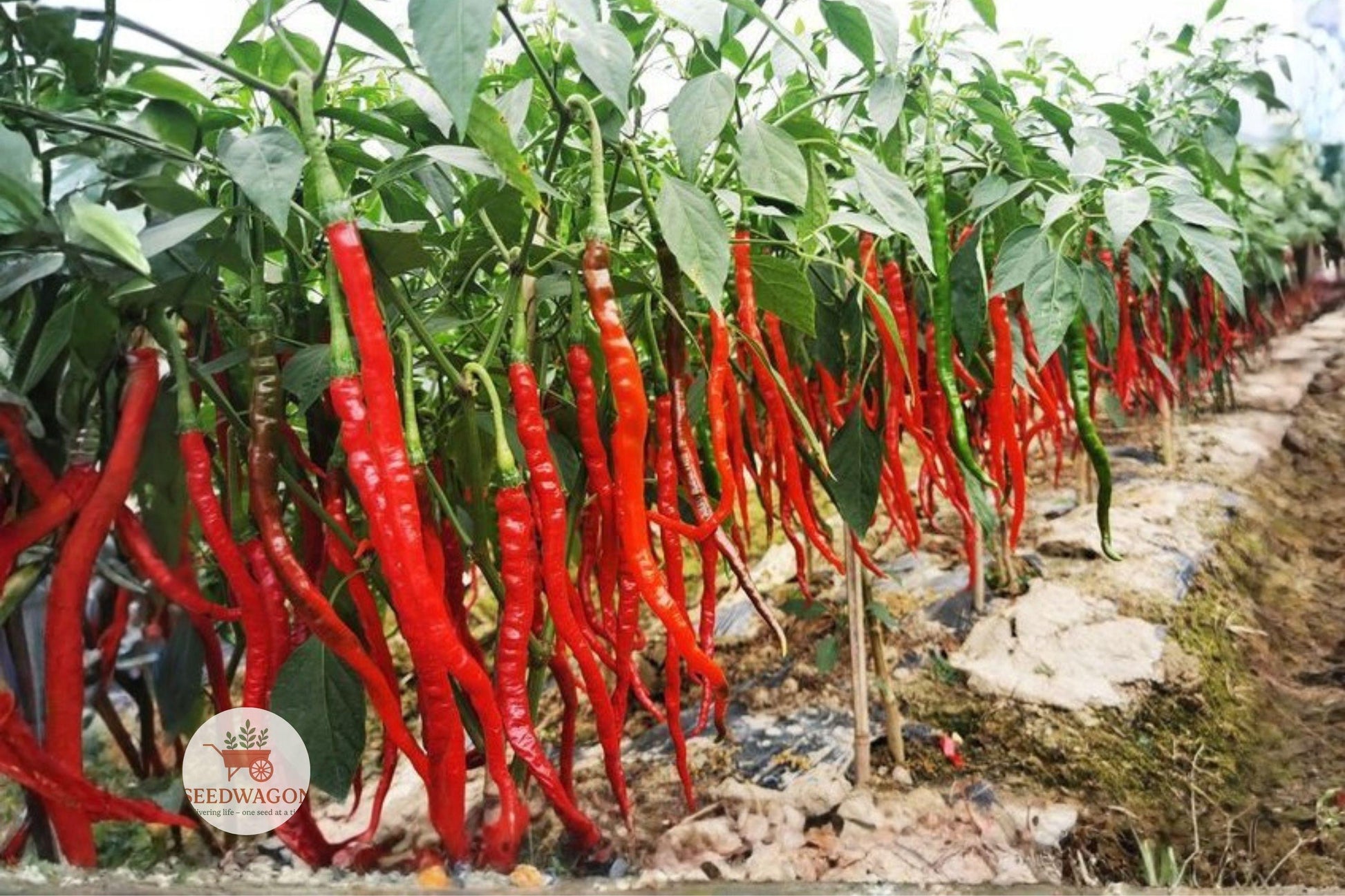 Heirloom Hot Pepper Seed Mix – 7 Varieties for Spicy Gardens, Capsicum annuum, Vegetable Seeds for Containers & Garden Beds
