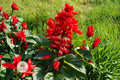 Scarlet Sage Seeds, Salvia coccinea, Red Wildflower, Butterfly & Hummingbird Attractant, Pollinator Garden Seeds