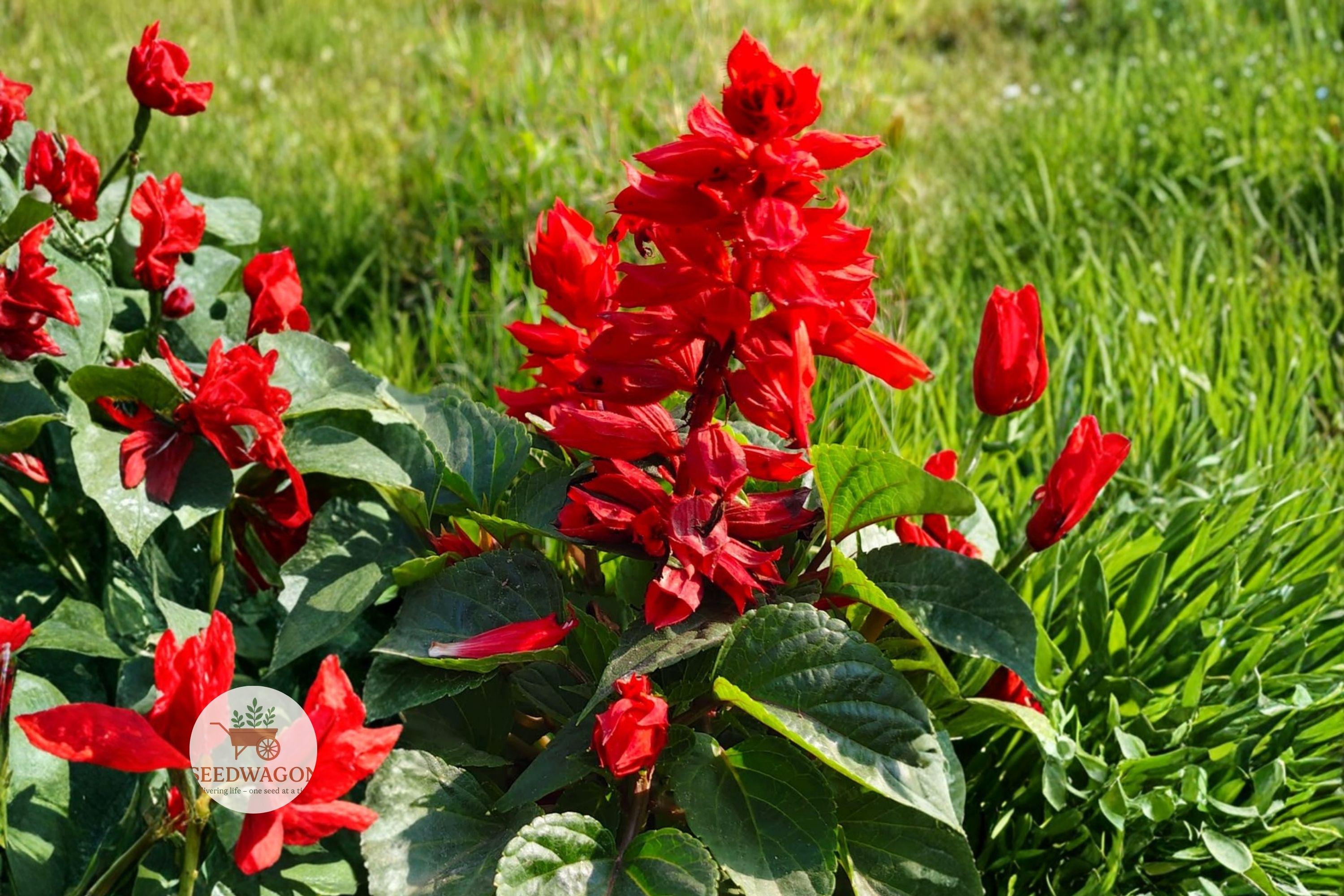 Scarlet Sage Seeds, Salvia coccinea, Red Wildflower, Butterfly & Hummingbird Attractant, Pollinator Garden Seeds