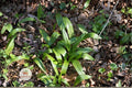 Wild Leek Seeds – Allium tricoccum – Edible Herb for Woodland & Shade Gardens – Heirloom Perennial Plant