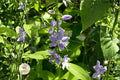 Tall Bellflower Seeds | Native Wildflower | Blue to Violet Flowers | Campanula americana Pollinator Garden Seeds