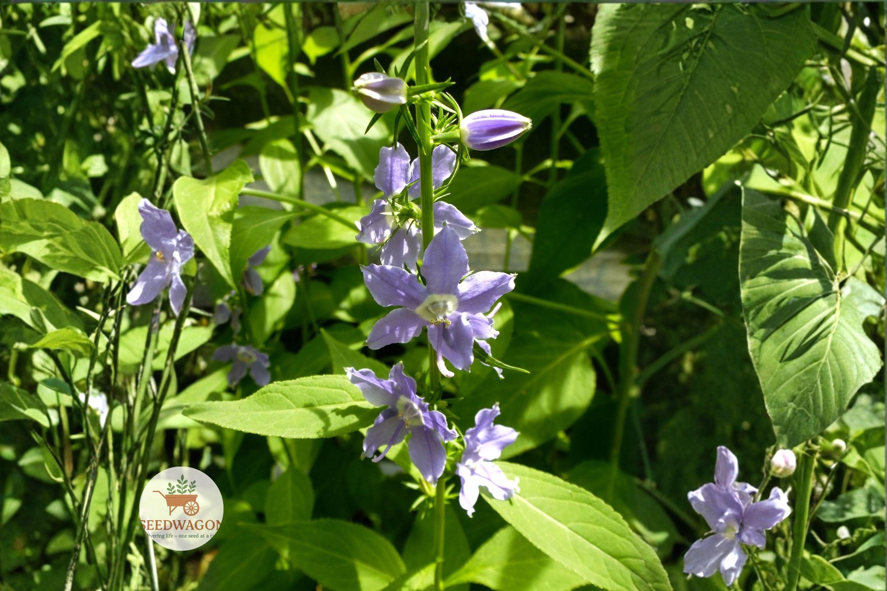 Tall Bellflower Seeds | Native Wildflower | Blue to Violet Flowers | Campanula americana Pollinator Garden Seeds