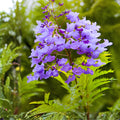 Jacaranda Tree Cuttings | Unrooted Live Propagation | Purple Blue Flowers | Jacaranda mimosifolia