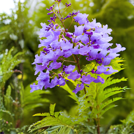 Jacaranda Tree Cuttings | Unrooted Live Propagation | Purple Blue Flowers | Jacaranda mimosifolia