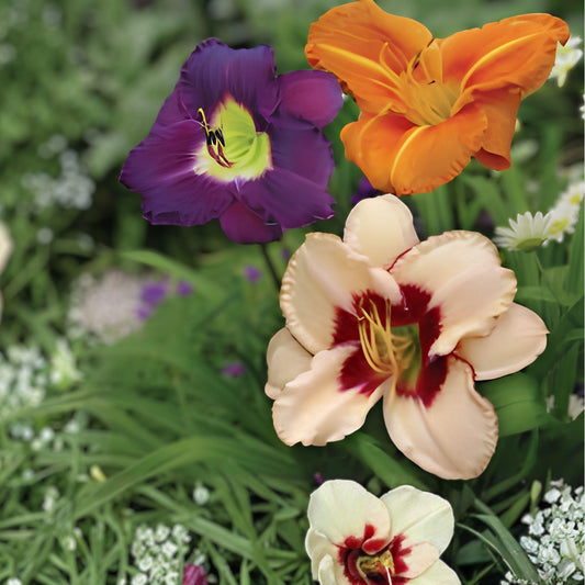 Once Upon a Time Daylily Mix | Reblooming Hemerocallis Roots | Colorful Perennials for Gardens & Borders