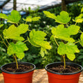 Latarula Fig Tree Plant – Ficus carica Fruit Bearing Starter in 6-14 Inch Size for Garden or Container Growth