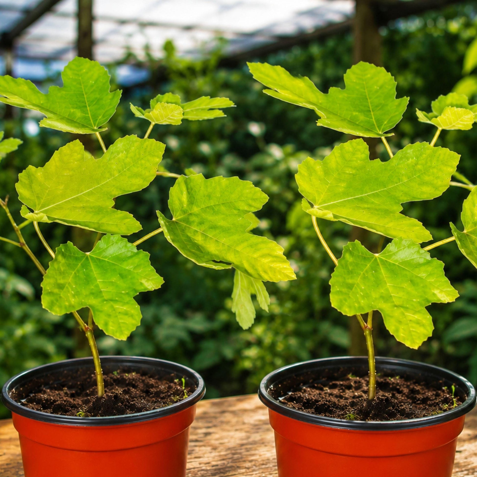 Latarula Fig Tree Plant – Ficus carica Fruit Bearing Starter in 6-14 Inch Size for Garden or Container Growth