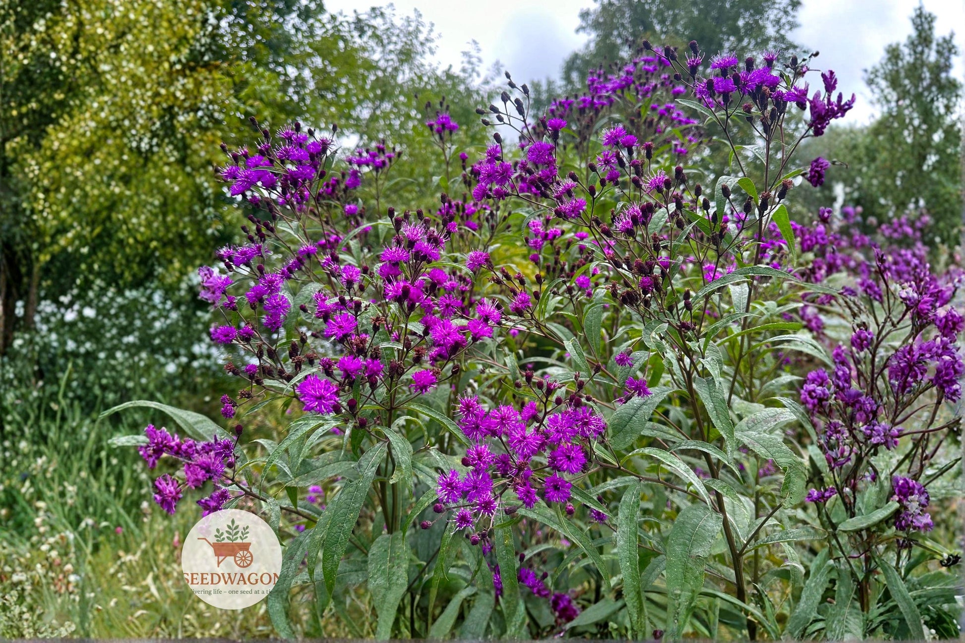 New York Ironweed Seeds – Native Vernonia noveboracensis Wildflower for Pollinator Gardens, Prairie, Rain Gardens, 100 Seeds