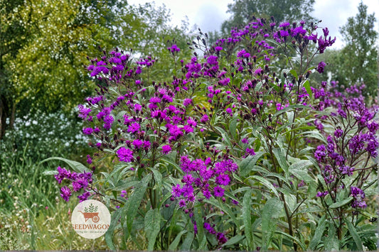 New York Ironweed Seeds – Native Vernonia noveboracensis Wildflower for Pollinator Gardens, Prairie, Rain Gardens, 100 Seeds