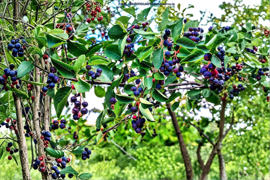 Juneberry Seeds – Amelanchier lamarckii Flowering Shrub with White Blossoms & Berries, Ornamental Landscape Plant