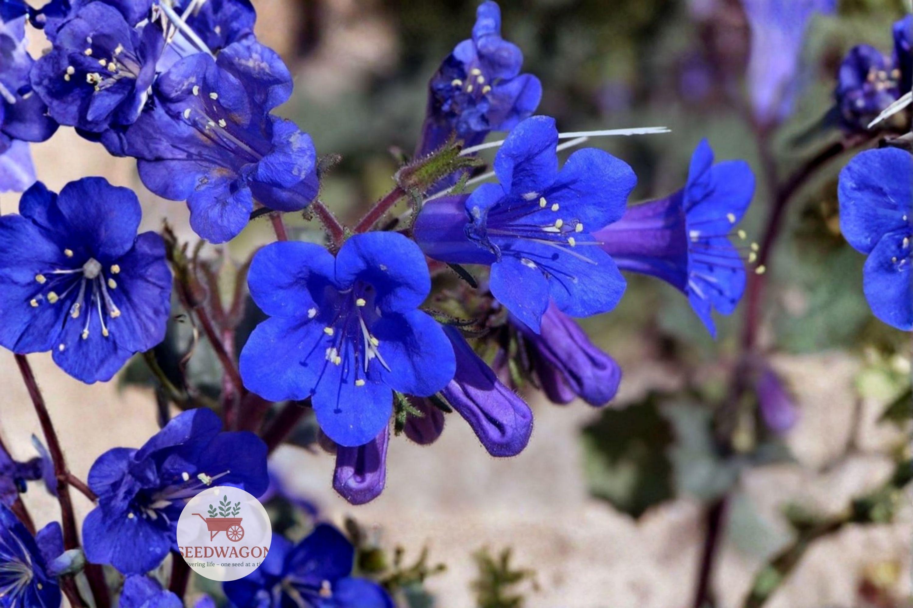 California Bluebells Seeds – Phacelia campanularia Wildflower – Blue Bell-Shaped Flowers – Drought Tolerant Annual Seeds