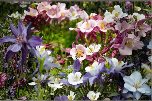McKana Columbine Seeds – Multicolor Aquilegia x hybrida Perennial Flower for Borders & Pollinators