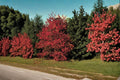 Thornless Hawthorn Seeds – Crataegus crus-galli, Ornamental Deciduous Tree for Gardens & Wildlife Landscaping