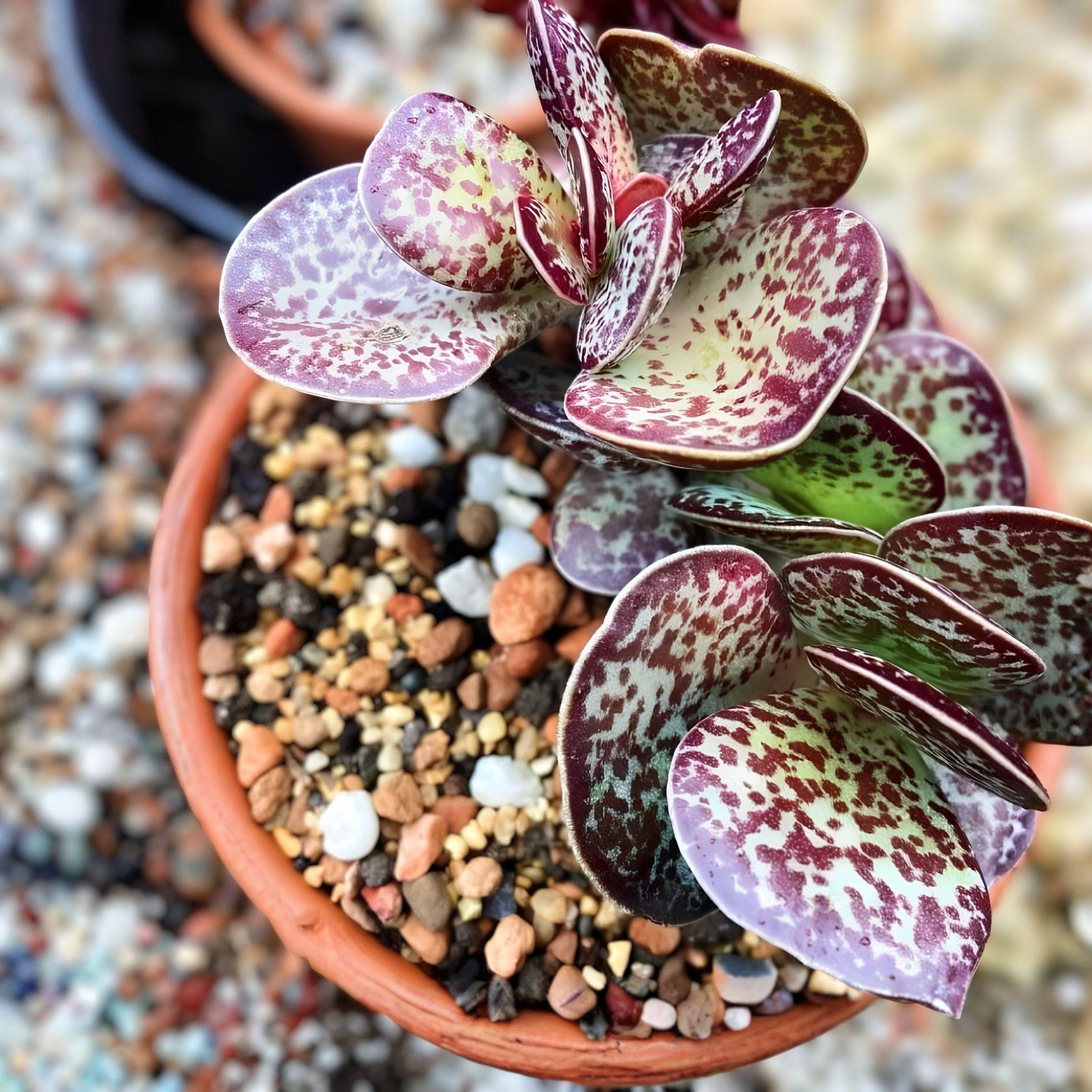 Calico Hearts Succulent Plant | Adromischus maculatus | Chocolate Drop | Live Rooted Succulent for Indoor & Outdoor Gardens