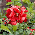 Texas Scarlet Flowering Quince Live Plant – 6–8 Inch Chaenomeles × superba ‘Texas Scarlet’ Red Bush