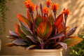 Canna Tropicanna Rhizome - Orange Summer Blooms & Variegated Purple Foliage - Tropical Perennial Plant