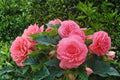 Giant Ruffled Pink Begonia Bulbs – Tropical Summer Flowers for Shade Gardens, Begonia x tuberhybrida, Pack of 3
