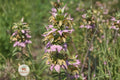 Spotted Bee Balm Seeds, Monarda punctata, Native Wildflower, Pollinator-Friendly Herb Garden, 100 Seeds