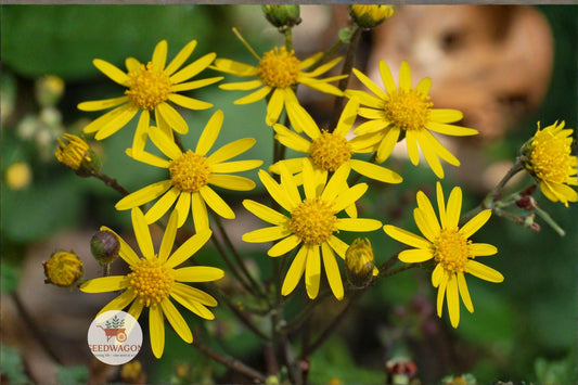 Golden Ragwort Seeds Packera aurea Native Wildflower for Pollinator Gardens, Shade & Moisture Gardens, 75 Seeds