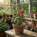 Passiflora vitifolia | Red Passion Flower Vine Starter Plant | Tropical Climbing Ornamental Plant