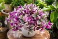 Unrooted Tradescantia Nanouk Cuttings 3-4 Inches Rare Pink Wandering Jew Houseplant Propagation