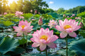 Sacred Water Lotus Seeds - 20 Heirloom Nelumbo nucifera for Ponds, Water Gardens, Containers - Aquatic Perennial Plant Seeds