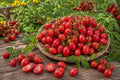 200pcs Cherry Pink Grape Tomato Seeds - Heirloom, Non-GMO, Organic Vegetable Garden Planting, Solanum lycopersicum