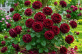 Black Velvet Rose Seeds - 50 Premium Rosa 'Black Velvet' Dark Blooms for Garden, Container, Landscape