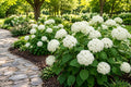 White Hydrangea Seeds 50 Pack - Hydrangea macrophylla for Home Gardening, Blooming Flowers, Landscaping