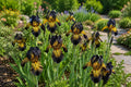 Bearded Iris Seeds 50 Pack - Black and Gold Iris with Yellow Beard - Iris germanica Flower Seeds