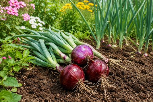 Heirloom Red Onion Seeds 500 Allium cepa for Home Garden Planting, Bulb-Forming, Non-GMO, Easy to Grow