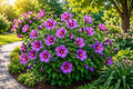 Purple Hibiscus Seeds - 50 Heirloom Hibiscus rosa-sinensis Flower Seeds for Garden Planting