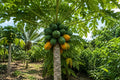 50pcs Red Heart Creamy Papaya Seeds - Carica papaya for Home Garden, Organic Fruit Seeds, Tropical Fruit Plant, Easy to Grow