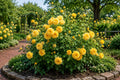 Yellow Rose Seeds - 50 Pack for Home Gardening Rosa spp. Bright Blooming Flower Seeds