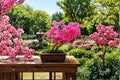 Pink Azalea Bonsai Seeds – Rhododendron occidentale Flowering Shrub for Bonsai Cultivation