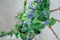 Blueberry Plants 2 Pack Vaccinium corymbosum Blueray Fruit Shrub Edible Berries Outdoor Garden